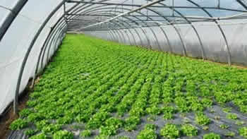 Agriculture & Hydroponics Industries